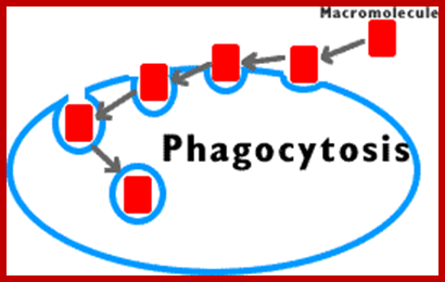 phago