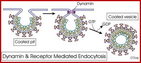 Endocytosis And Exocytosis Diagram