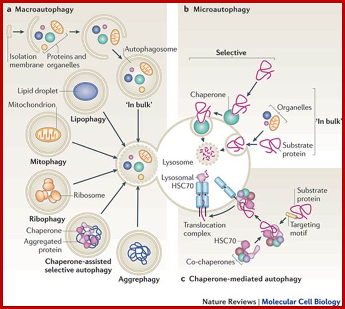 Chaperone-mediated autophagy: Dice's 'wild' idea about lysosomal selectivity