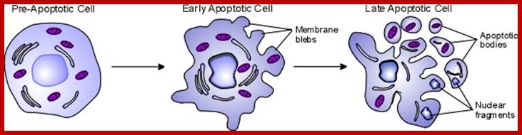 Apoptotic Cells 06 1