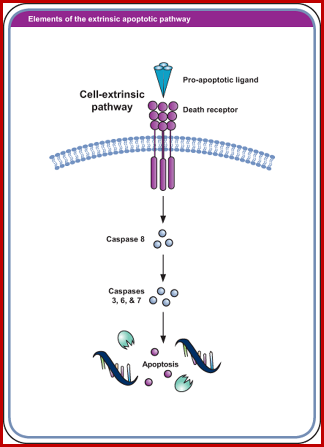 figure-2-apop-extrinsic-path