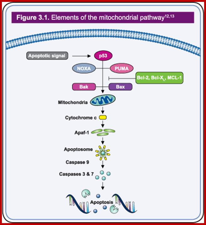 Figure 3.1 - Elements of the mitochondrial pathway