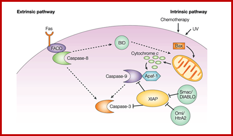 Extrinsic and intrinsic apoptosis pathways.