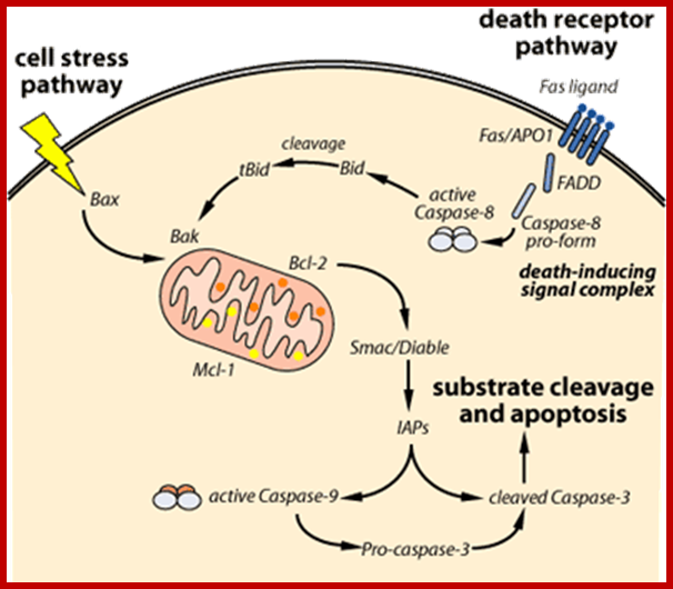 http://www.scq.ubc.ca/wp-content/uploads/2006/07/apoptosispathways.gif