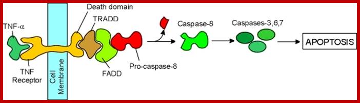 Apoptosis TNF ST1 06