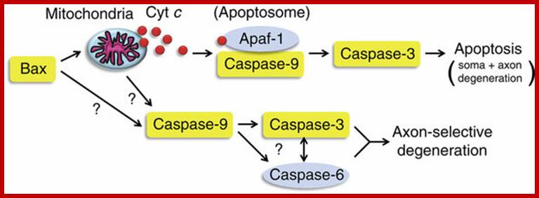 http://www.nature.com/ncomms/journal/v4/n5/images_article/ncomms2910-f8.jpg