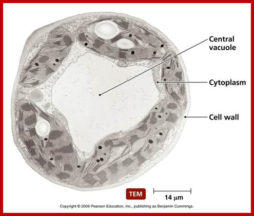 http://academic.pgcc.edu/~kroberts/Lecture/Chapter%203/03-34_Vacuole_L.jpg