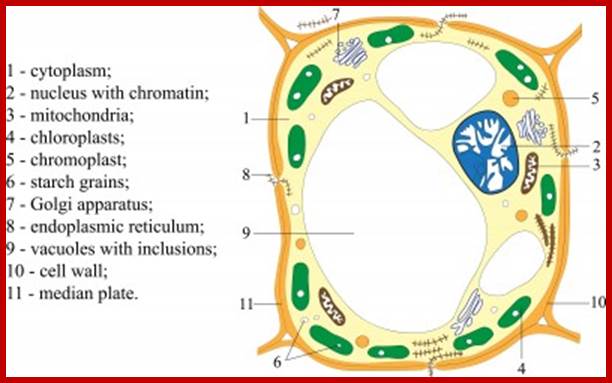 structure-of-a-plant-cell