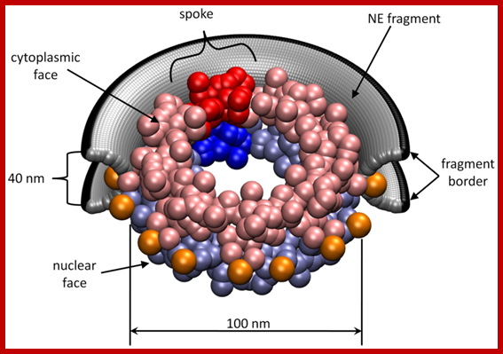 http://www.ploscompbiol.org/article/info:doi/10.1371/journal.pcbi.1000496.g001/largerimage