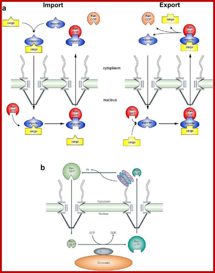 NPCFig4