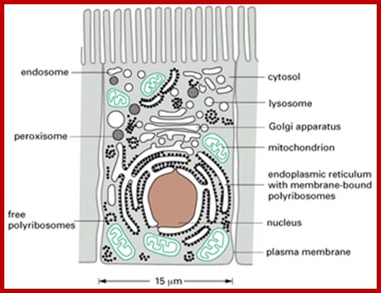 cellula