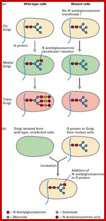 Figure 17-57. A cell-free system demonstrating movement of protein from one Golgi cisternae to another.