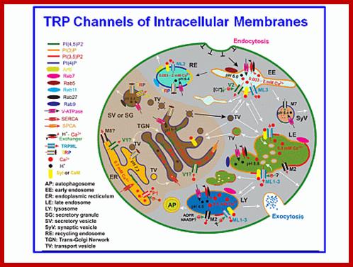 TRPChannelsIntracellualrMembranes gud