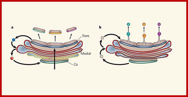 Two models of protein trafficking through the Golgi