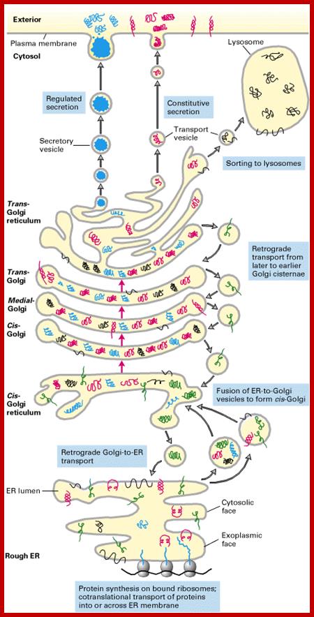 sorting_er_golgi