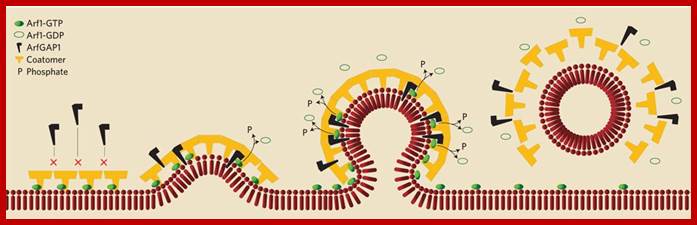 copi_coatomer_in_vivo