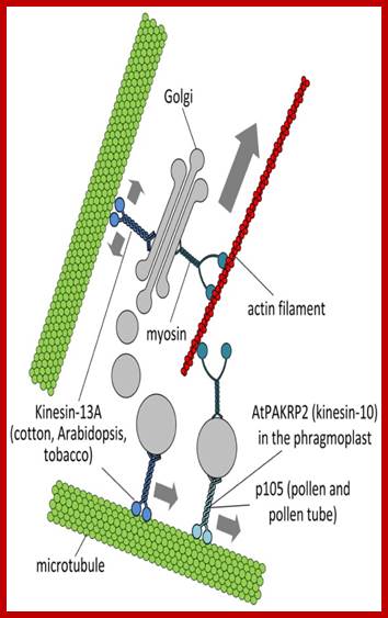 http://www.frontiersin.org/files/Articles/28354/fpls-03-00170-r2/image_m/fpls-03-00170-g002.jpg