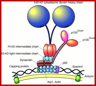 http://www.sciencemag.org/content/279/5350/519/F5.large.jpg