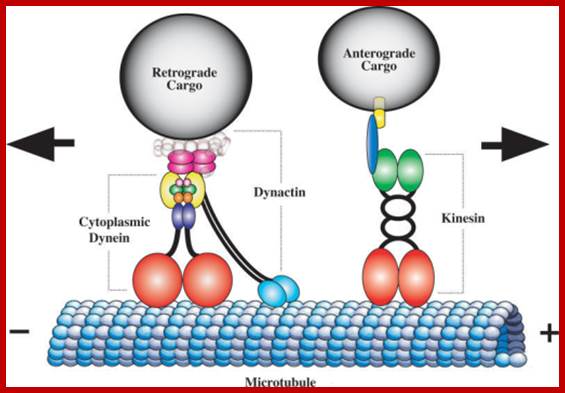 Cytoplasmic Dynein and Kinesin Power Axonal TransportSchematic diagram of the microtubule motor proteins cytoplasmic dynein and kinesin. Cytoplasmic dynein transports cargo in the retrograde direction toward the minus ends of microtubules whereas kinesin transports cargo in the anterograde direction toward the plus ends. Cytoplasmic dynein is a large multimeric protein complex comprising two heavy chain subunits (red) that possess microtubule binding and ATPase activity, two intermediate chains (yellow), two light intermediate chains (indigo), and an assortment of light chains (light pink, green, orange) (reviewed in [7]). Dynactin, a large multisubunit protein complex of comparable size to cytoplasmic dynein, is proposed to link the dynein motor to cargo and/or increases its processivity. The largest dynactin subunit, p150Glued (turquoise), forms an elongated dimer that interacts with the dynein intermediate chain and binds to microtubules via a highly conserved CAP-Gly motif at the tip of globular heads. The dynactin subunit p50 (dark pink) occupies a central position linking p150Glued to cargo. The conventional kinesin holoenzyme, also known as kinesin-1, is a heterotetramer comprising two Khc subunits (red) with microtubule binding and ATPase domains, a central coiled stalk, and a tail domain that interacts with two Klc subunits (green). Klcs may mediate cargo-binding via an intermediate scaffold protein (blue) that binds a cargo transmembrane protein (yellow).