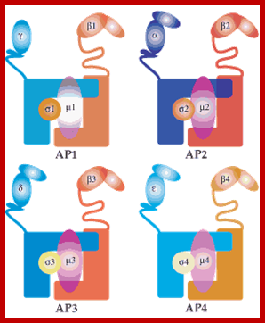 Adaptor-Protein-schemes