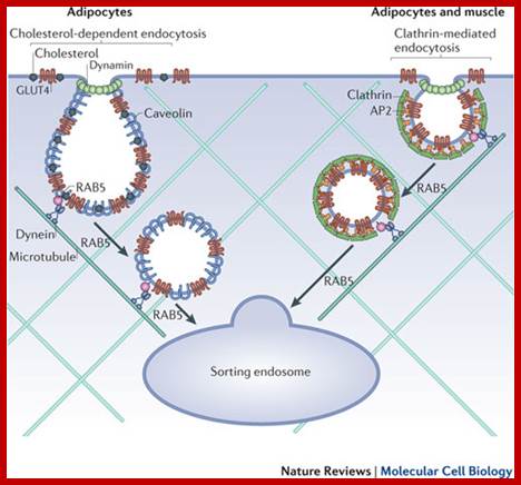 Regulation of glucose transport by insulin: traffic control of GLUT4