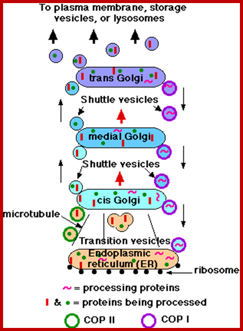 http://users.rcn.com/jkimball.ma.ultranet/BiologyPages/G/Golgi.gif