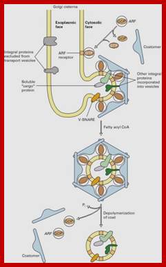 Figure 17-58. Model for formation of COP Icoated vesicles.