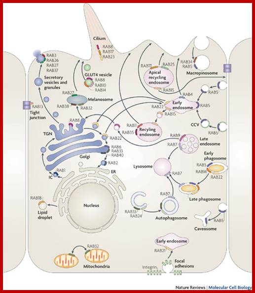 Rab GTPases as coordinators of vesicle traffic