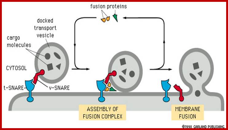 http://www.zoology.ubc.ca/~berger/b200sample/unit_8_protein_processing/images_unit8/14_21.jpg