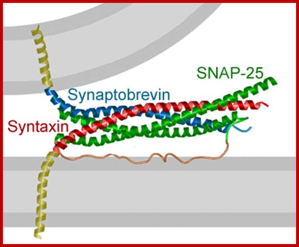http://www3.mpibpc.mpg.de/groups/jahn/Assets/wwwImages/NeuroSNARE1.GIF