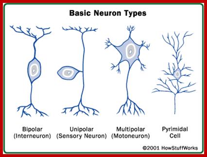 brain-neuron-types