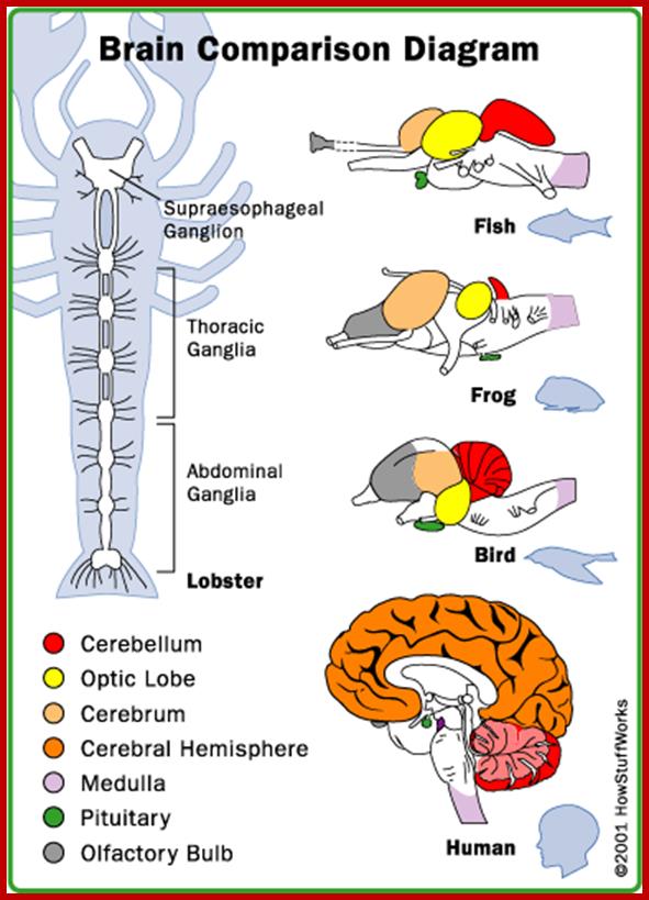 brain-animals