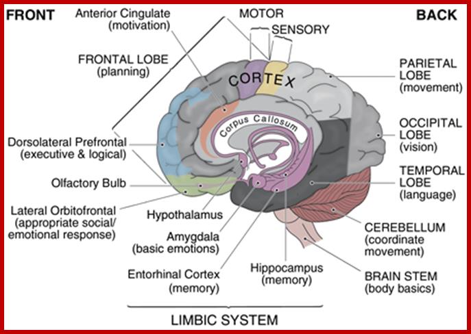 brainparts_zps460f7a7e