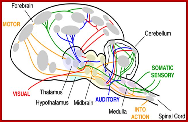 BRAIN__CIRCUITRY2