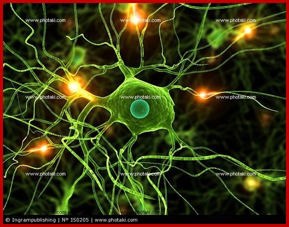 Active nerve cells, synapses, synapse, synapses, synapses