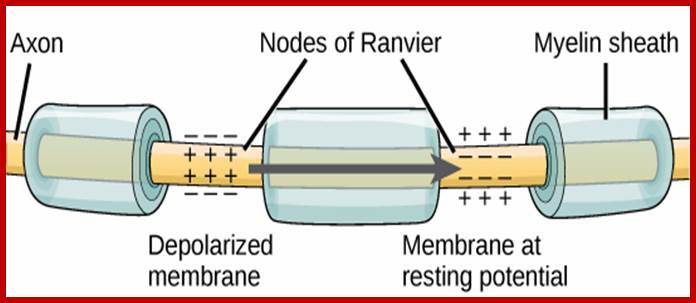 http://cnx.org/content/m44748/latest/Figure_35_02_05.jpg