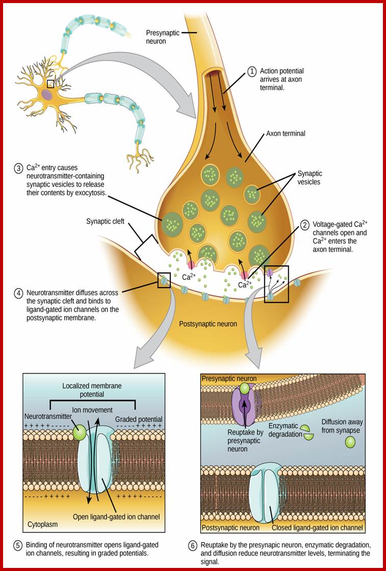 Illustration shows a narrow axon of a presynaptic cell widening into a bulb-like axon terminal. A narrow synaptic cleft separates the axon terminal of the presynaptic cell from the postsynaptic cell. In step 1, an action potential arrives at the axon terminal. In step 2, the action potential causes voltage-gated calcium channels in the axon terminal open, allowing calcium to enter. In step 3, calcium influx causes neurotransmitter-containing synaptic vesicles to fuse with the plasma membrane. Contents of the vesicles are released into the synaptic cleft by exocytosis. In step 4, neurotransmitter diffuses across the synaptic cleft and binds ligand-gated ion channels on the postsynaptic membrane, causing the channels to open. In step 5, the open channels cause ion movement into or out of the cell, resulting in a localized change in membrane potential. In step 6, reuptake by the presynaptic neuron, enzymatic degradation and diffusion reduce neurotransmitter levels, terminating the signal.