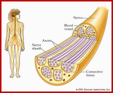 http://bioserv.fiu.edu/~walterm/b/nervous/nervou1.jpg