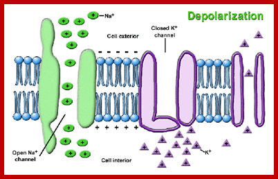 nervous_depolarization