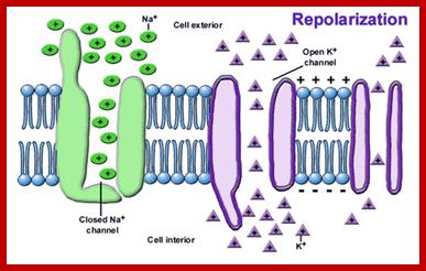 nervous_repolarization