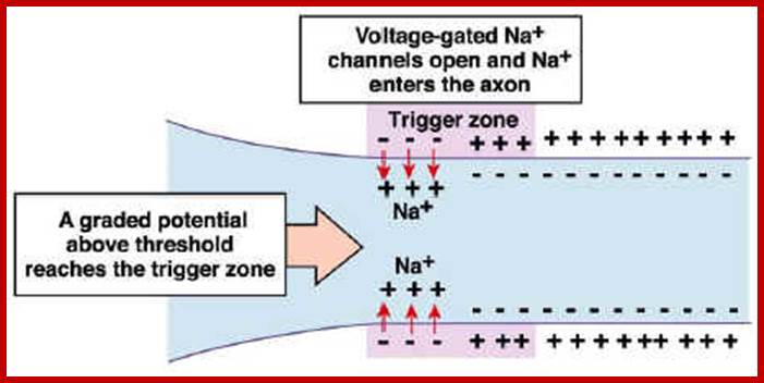 http://www.biologymad.com/nervoussystem/propagation1.jpg