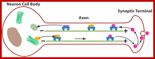 http://www.qstorm.org/wp-content/uploads/2012/03/27-AxonalTransport.png