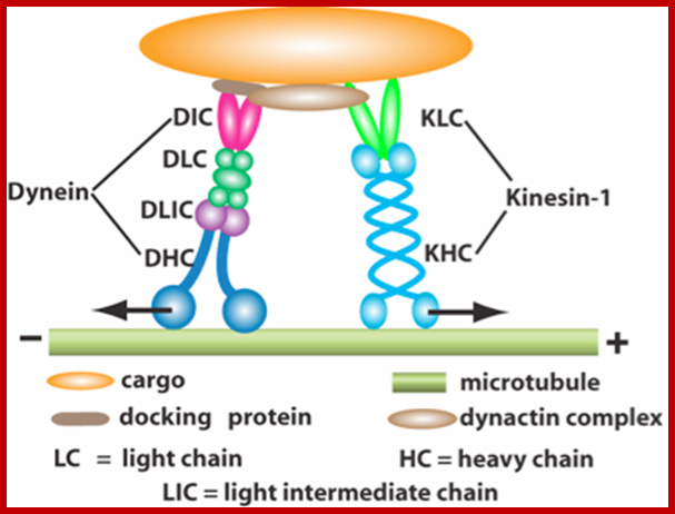 http://www.qstorm.org/wp-content/uploads/2012/03/28-MotorProtein.png