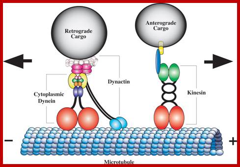 http://www.plosgenetics.org/article/info:doi/10.1371/journal.pgen.0020124.g001/largerimage