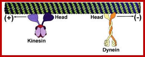 kinesindynein