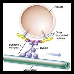 molecular_motors_c_la_784