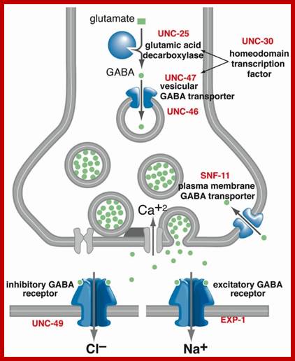 gabafig6