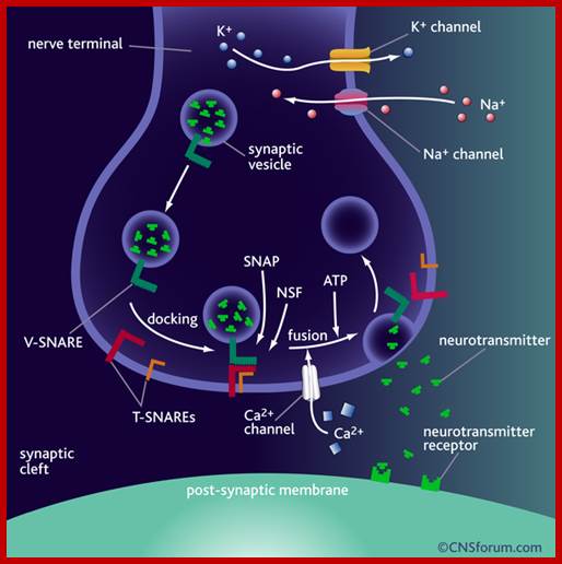 synaptic Vesicle_fusion