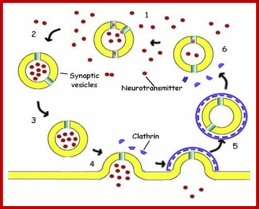 synapticvesicle