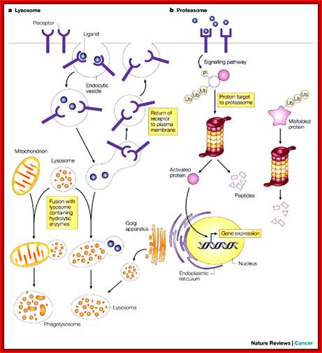 The proteasome: a suitable antineoplastic target